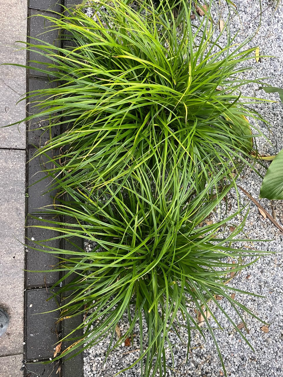 Siergras