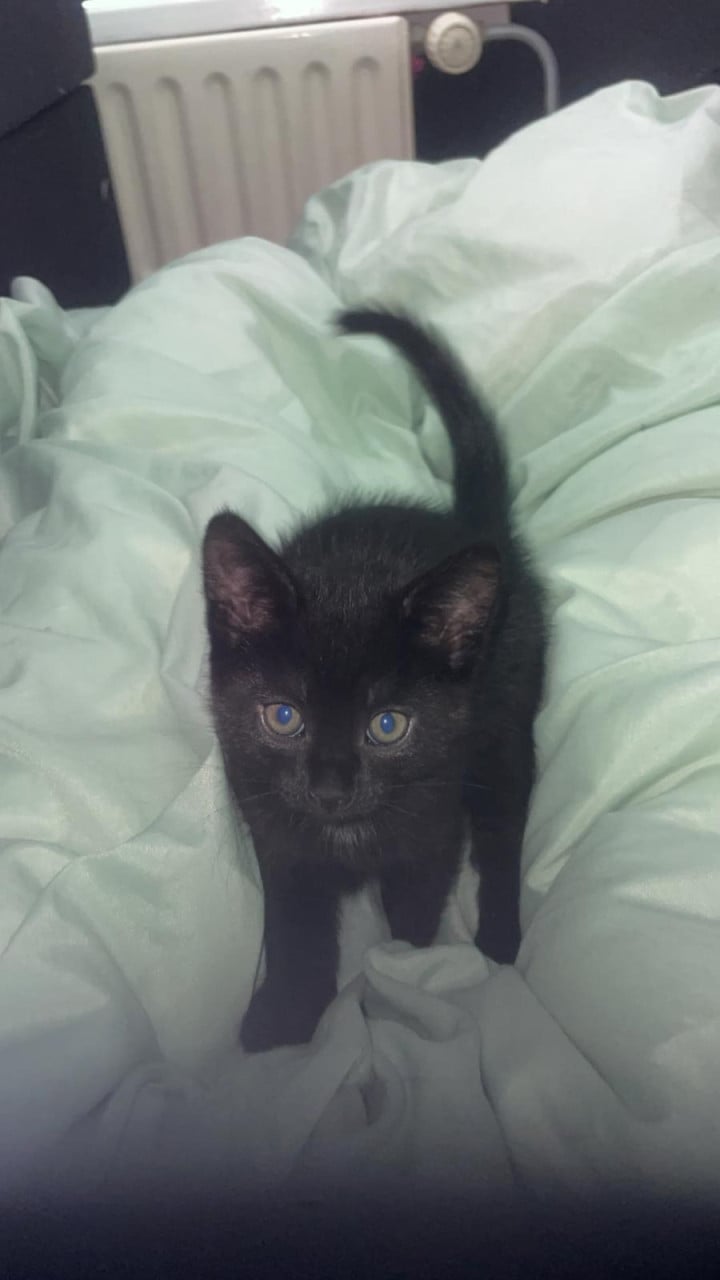Kittens