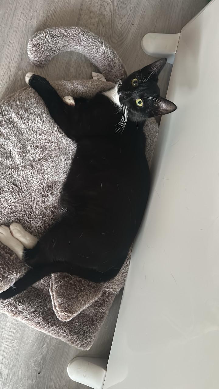 Binnenkort kittens te koop