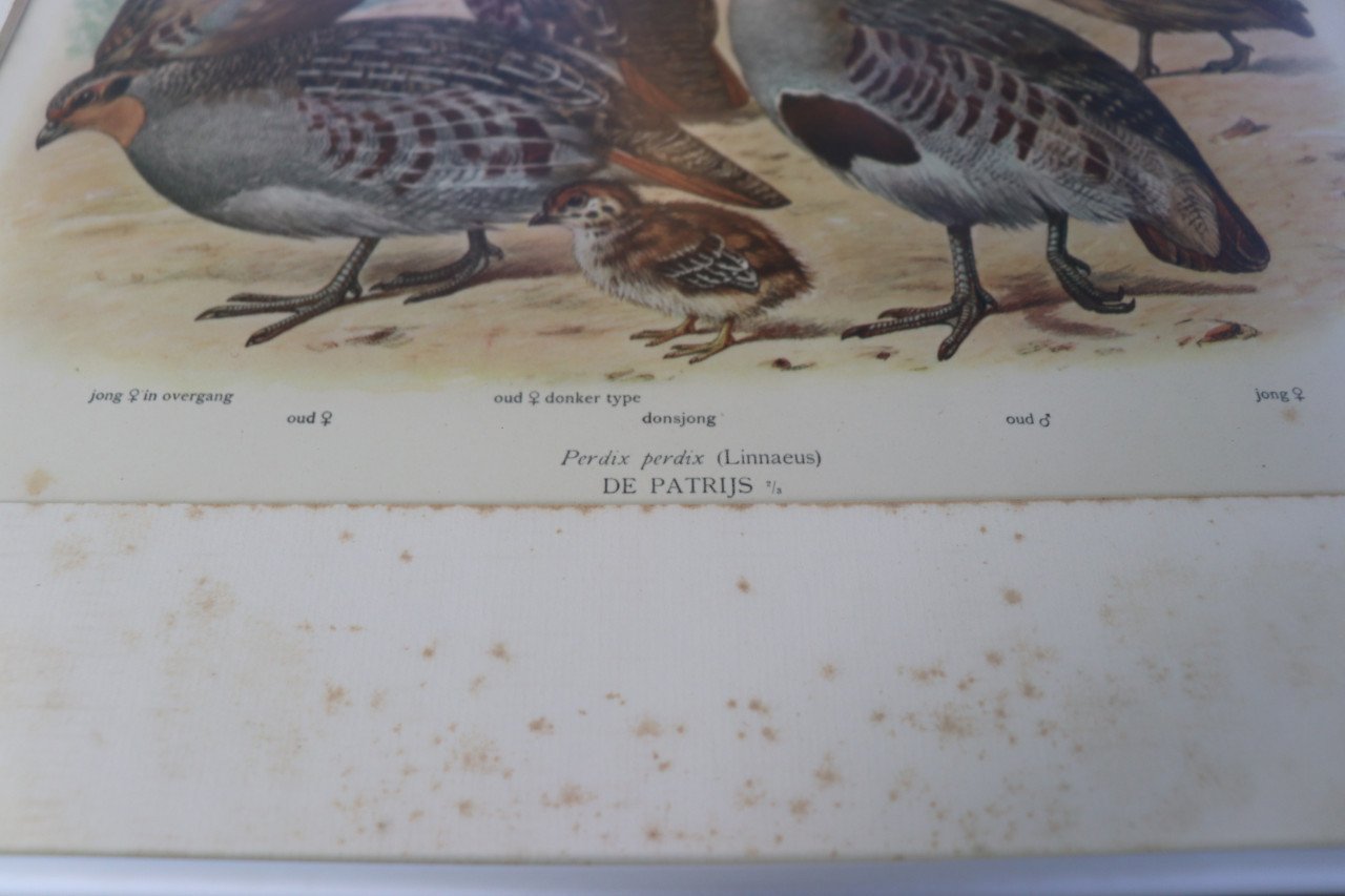 ZEER OUDE VOGELPLATEN