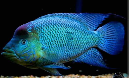 Kronoheros Umbriferus Umbi.