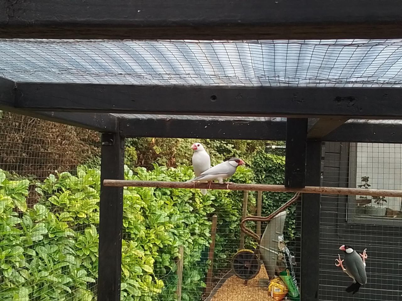 Rijstvogels