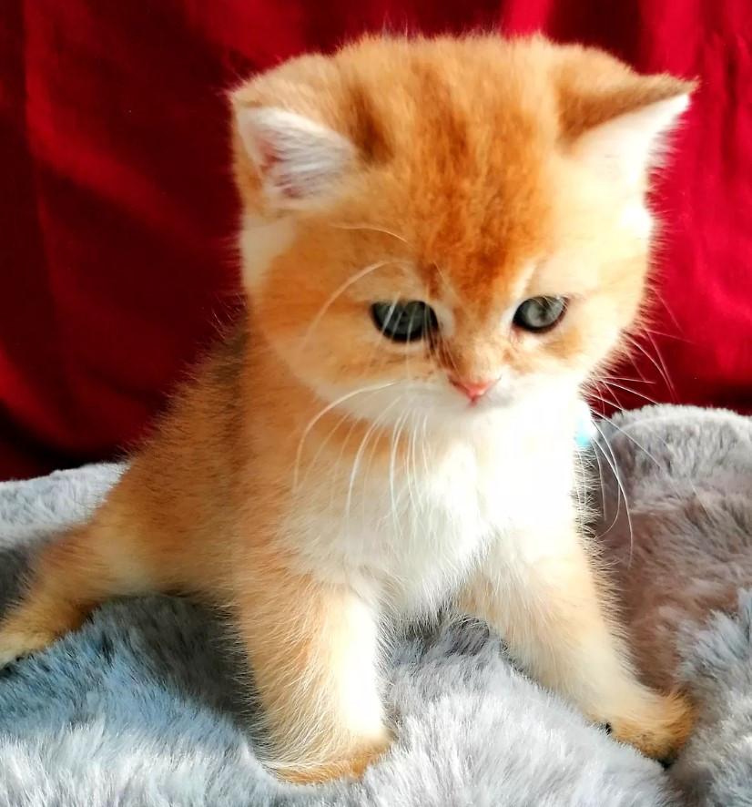 Britse korthaar kittens