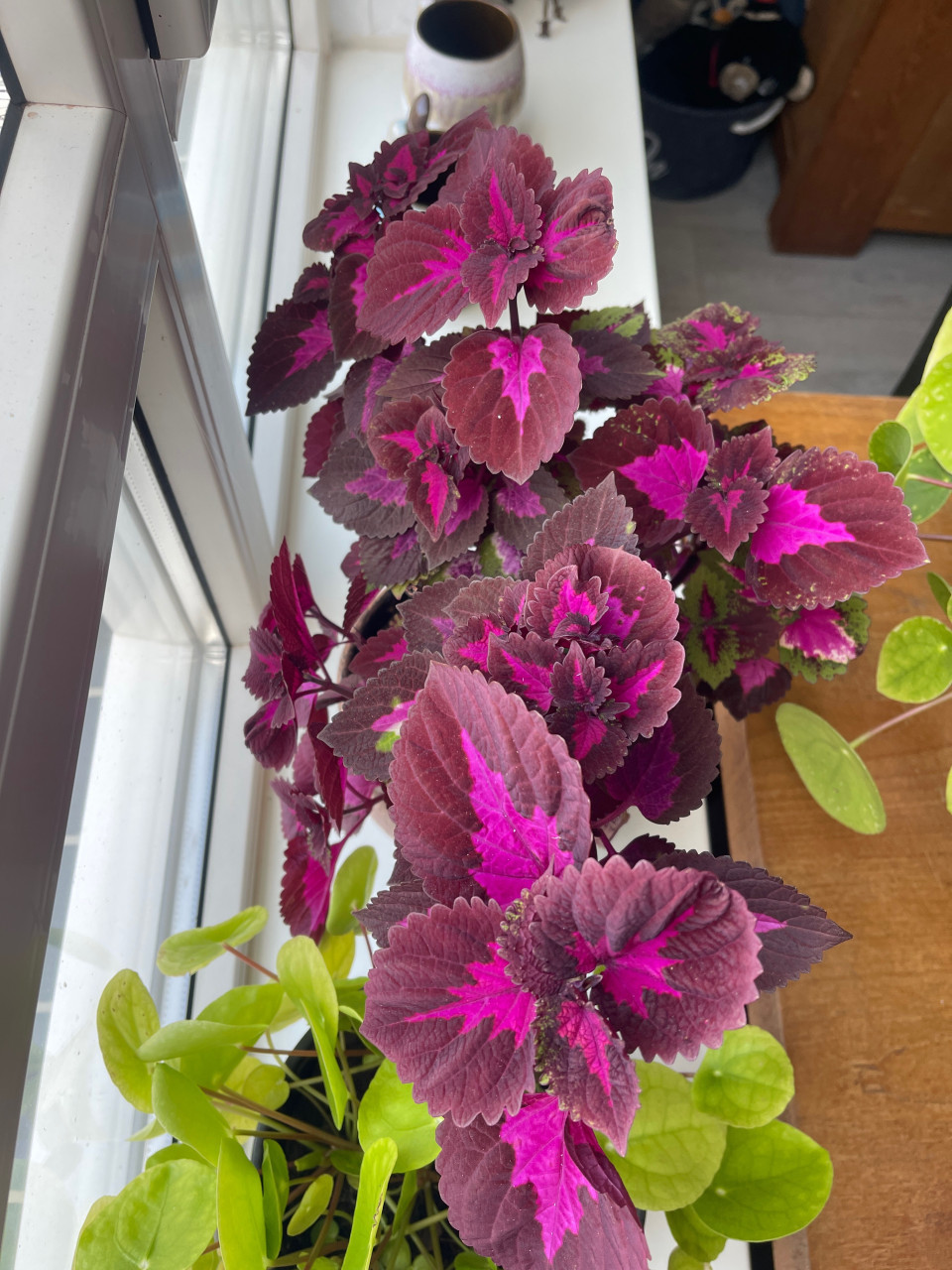 Kamerplanten