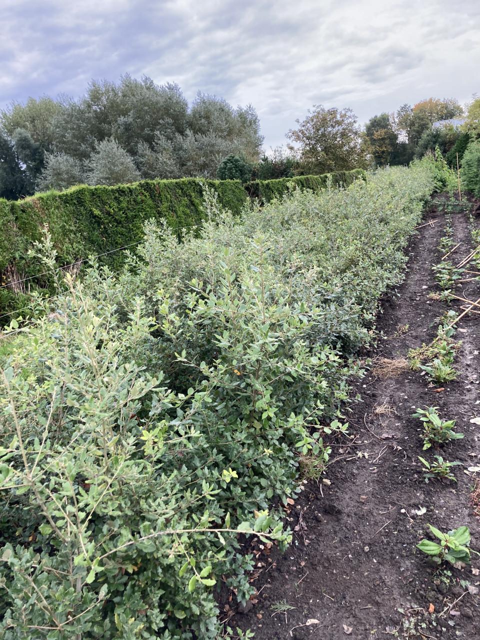 Steeneik voor een haag (quercus ilex)