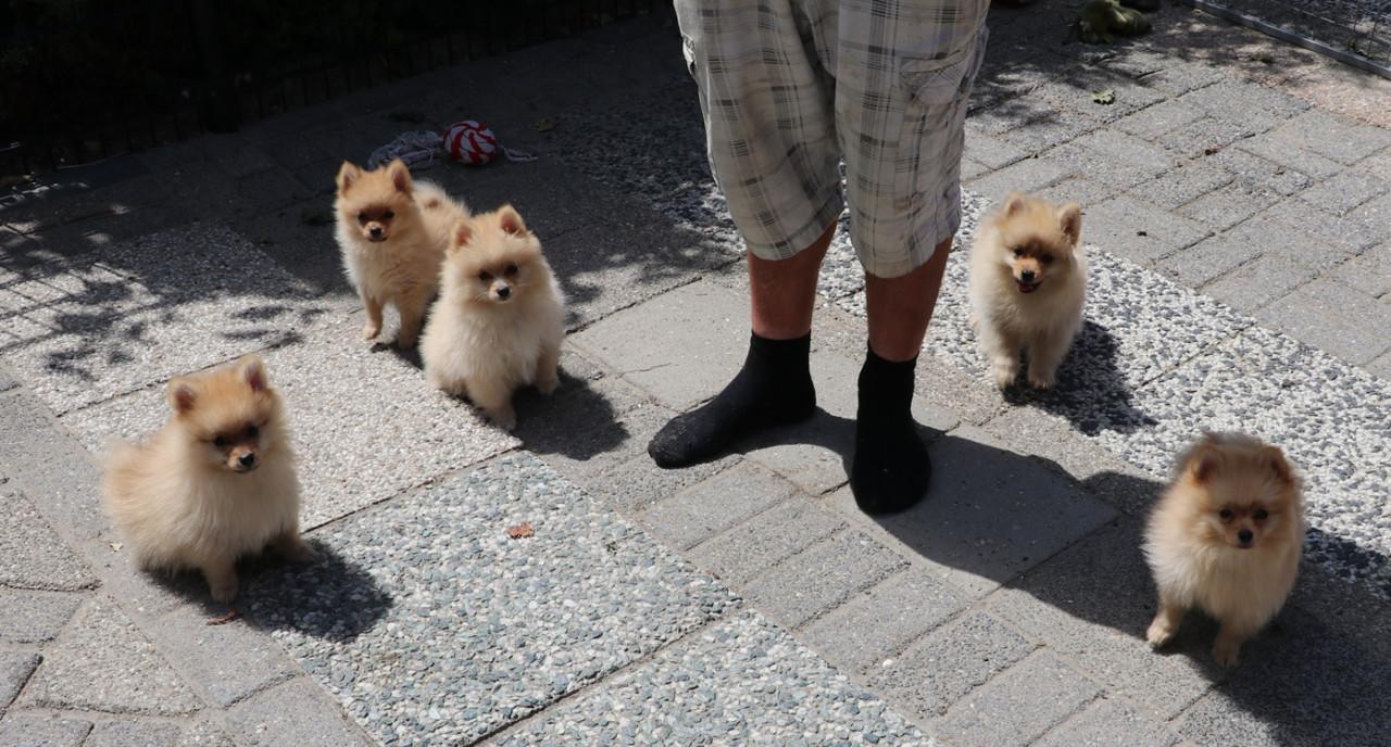 Pomeriaan pups  mogen verhuizen