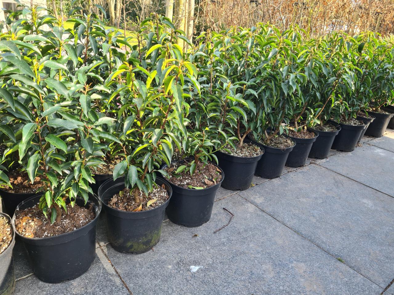 Portugese laurier potgekweekte haagplanten
