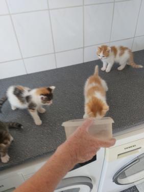 Schattige kittens