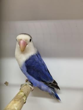 Mooie agapornis fischeries