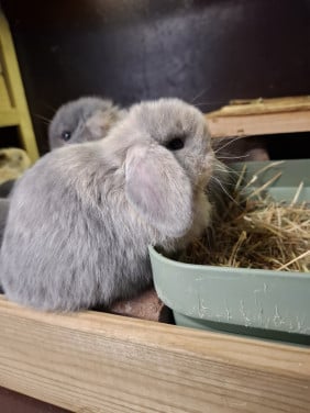 Super lieve nhd x minilop konijntjes