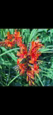 Crocosmia bollen