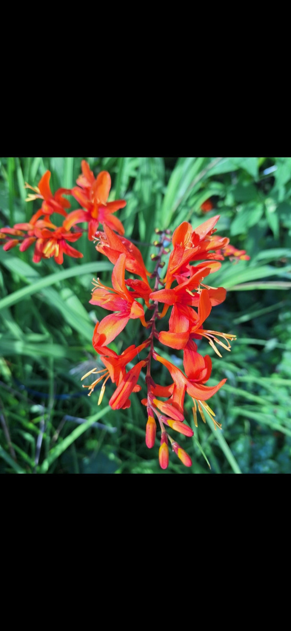 Crocosmia bollen