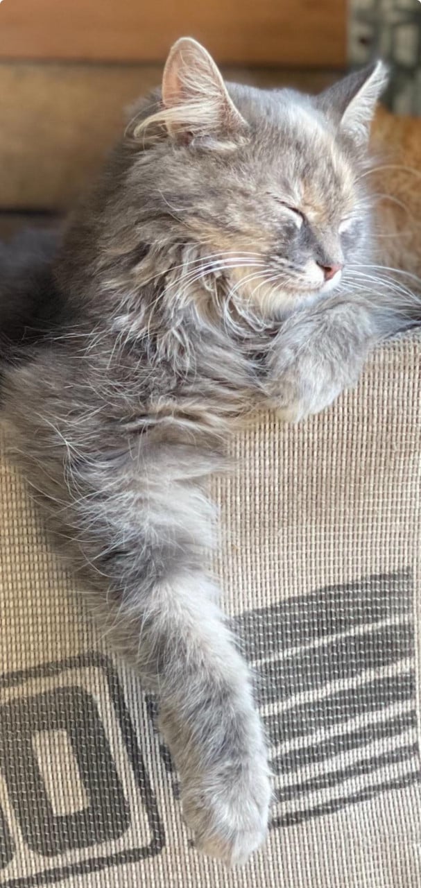 Langharige kitten