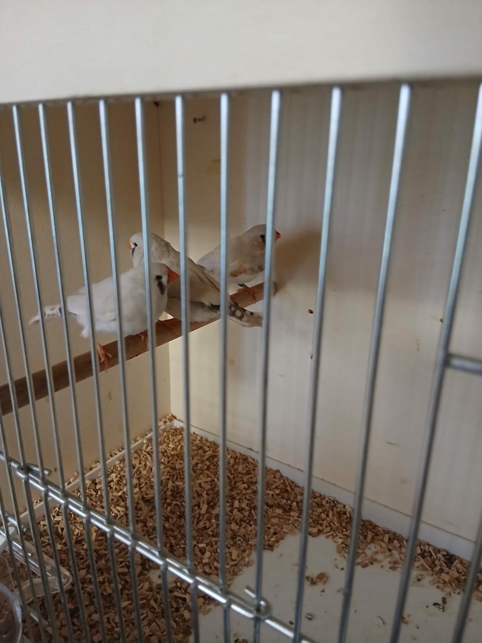 Te koop jonge masker zebravinken