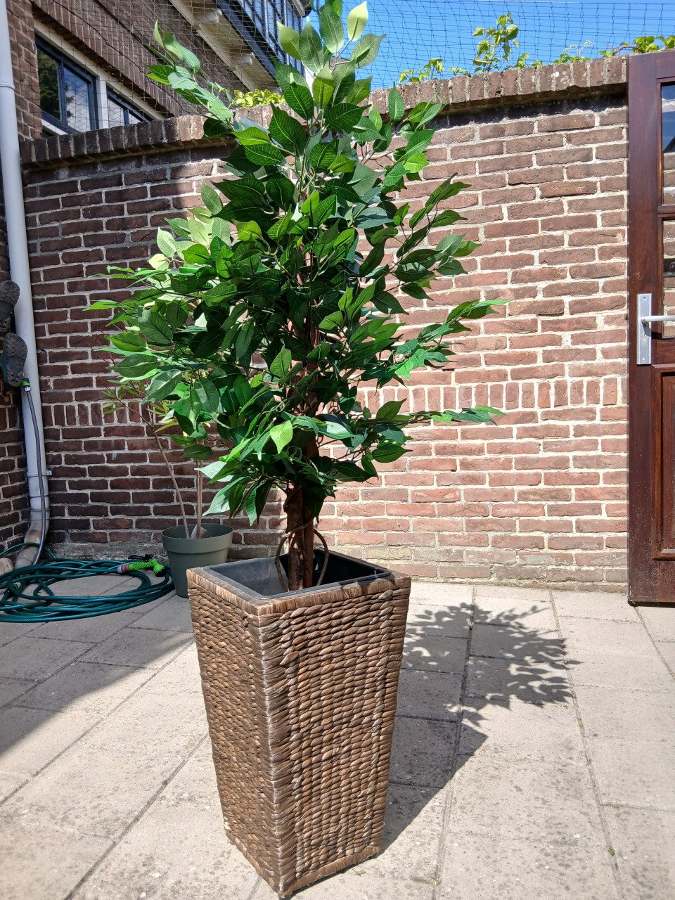 FICUS BOOM