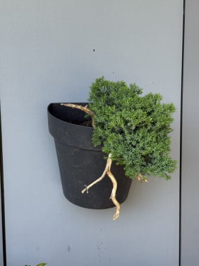 Bonsai boompjes 4x