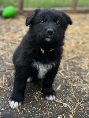 Puppies  duitse herder/ border collie