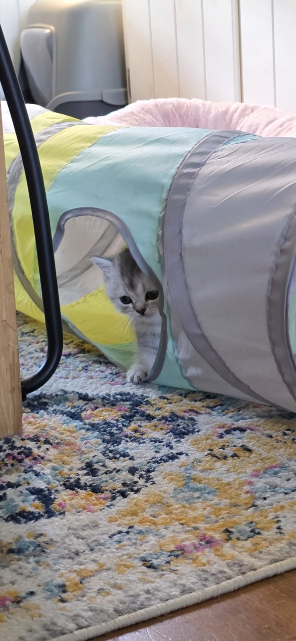 Brits korthaar silver tabby (Whiskas)