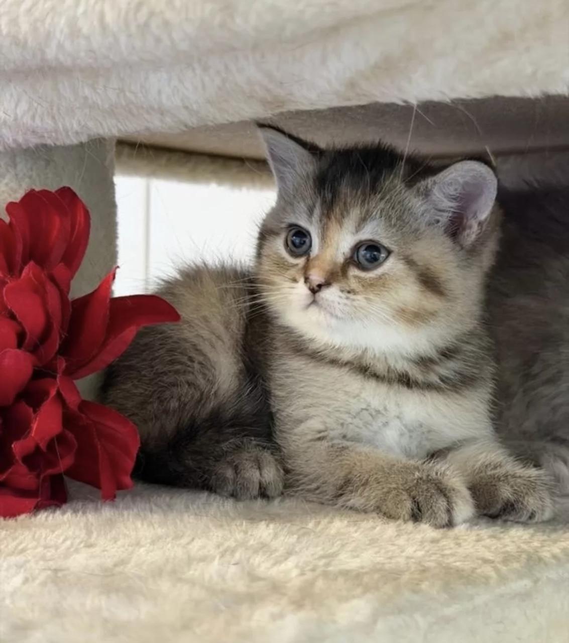 Britse kort -en langhaar kittens