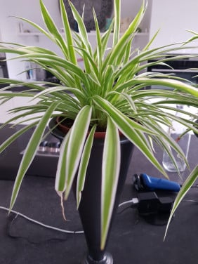 Hippe plantjes