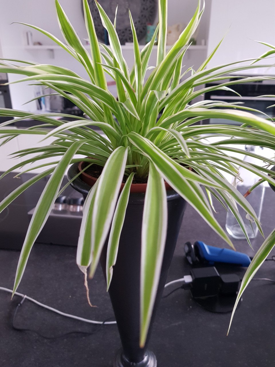Hippe plantjes