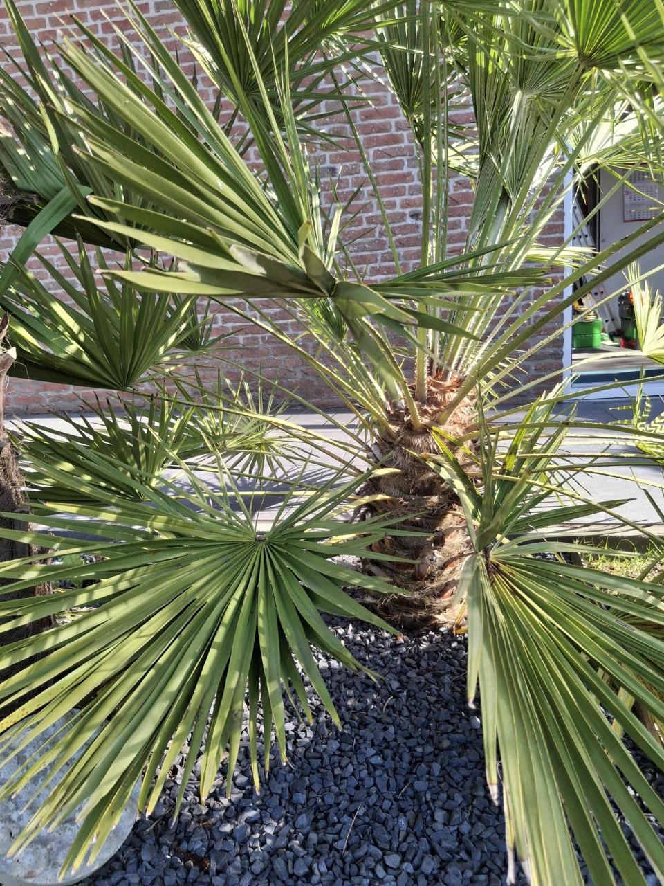 Dwergplm  (Chamaerops Humilis)