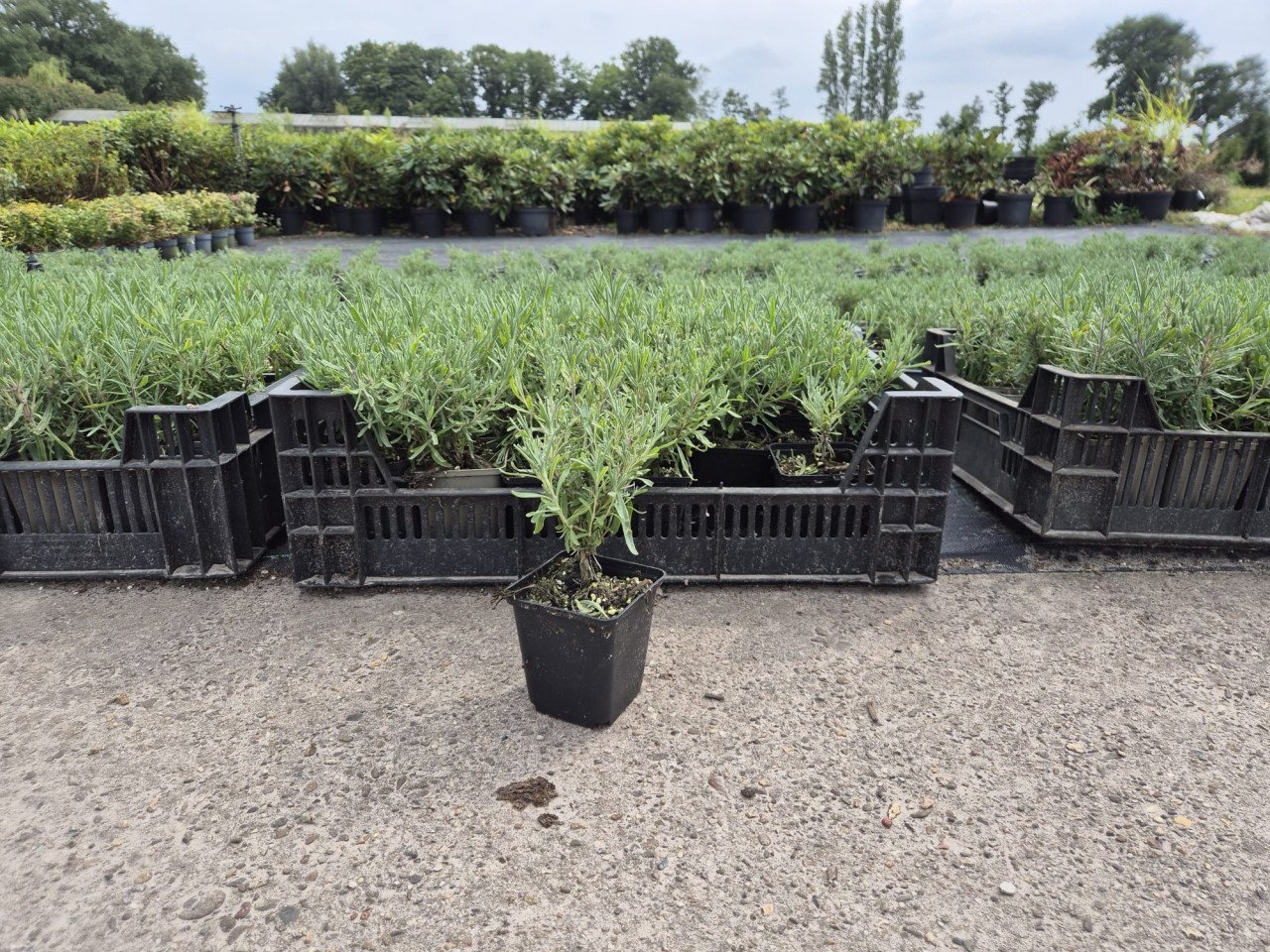 Lavendel 'Munstead' gaan nog bloeien