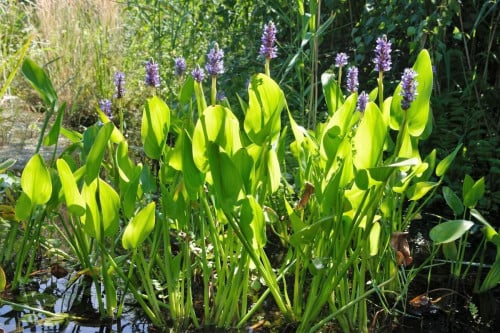 Zuurstofplanten en vijverplanten:  Snoekkruid, Krabbescheer Gele aronskelk.