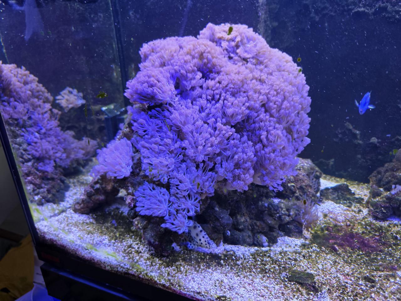 Mooi Zeewateraquarium