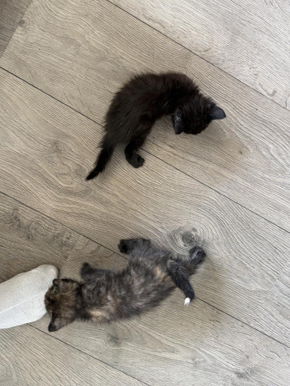 2 kittens