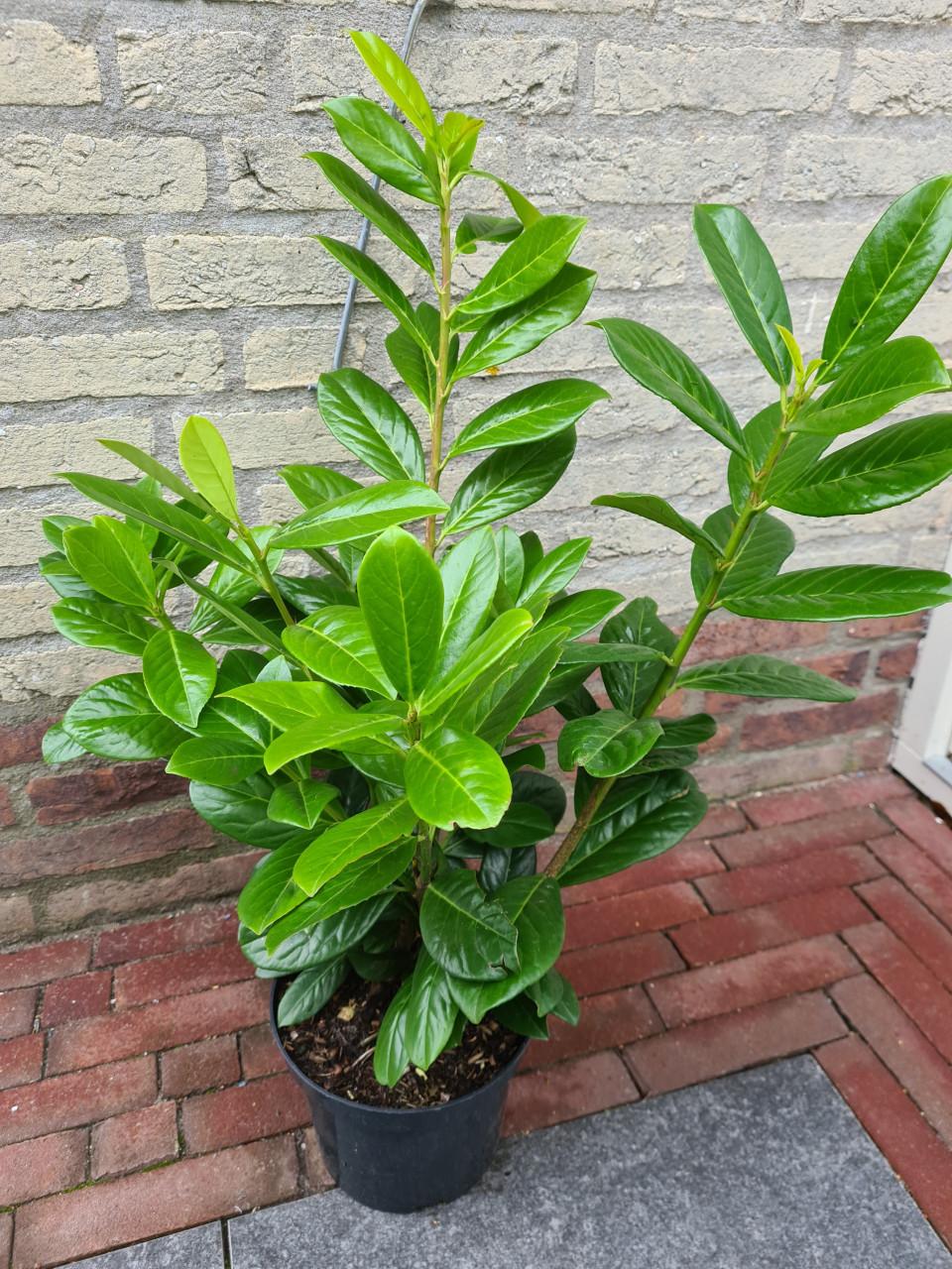 Laurierhaag ; Prunus Novita - potgekweekte planten