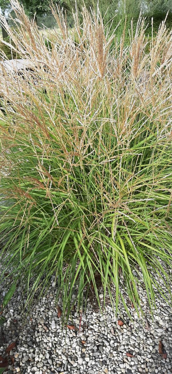 Te Koop: Siergras Miscanthus
