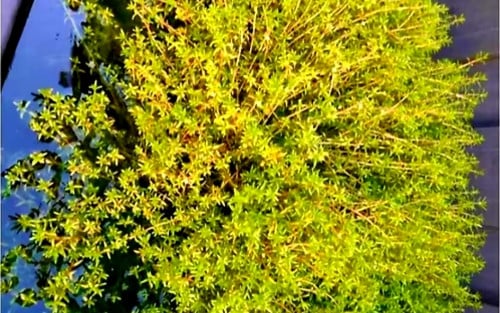 Vijverplanten zuurstof/filtering