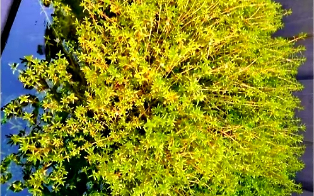 Vijverplanten zuurstof/filtering