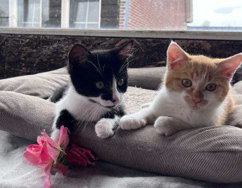 Lieve kittens te koop GECHIPT EN GEËNT