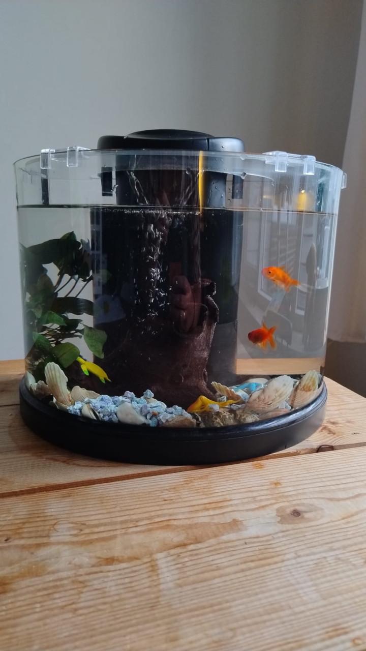 2 goudvissen met aquarium