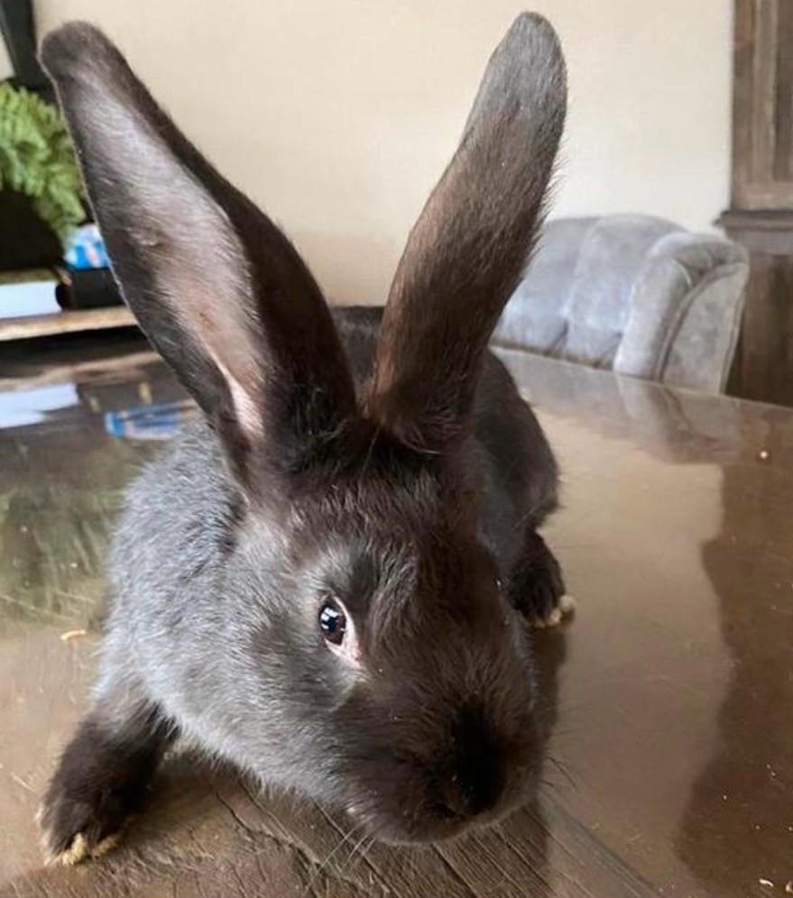 Duitse reus voedsters