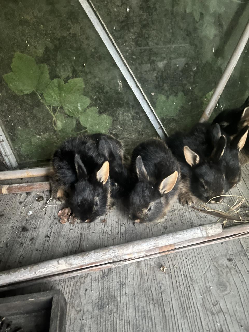 Baby konijnen te koop
