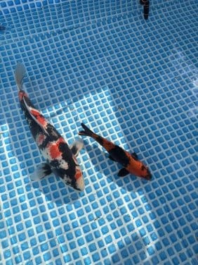 Koi karpers te koop