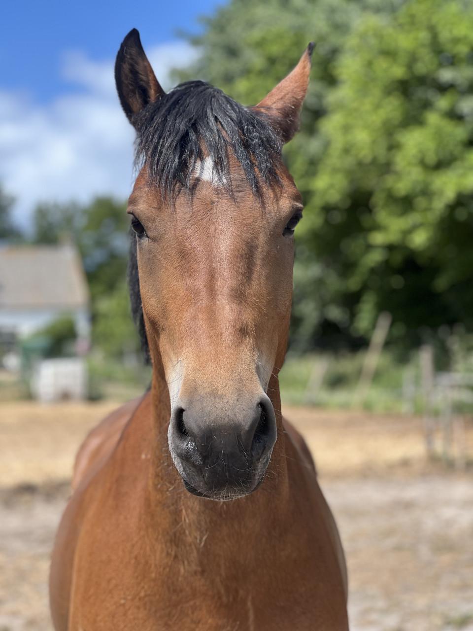 8 jarige e pony merrie