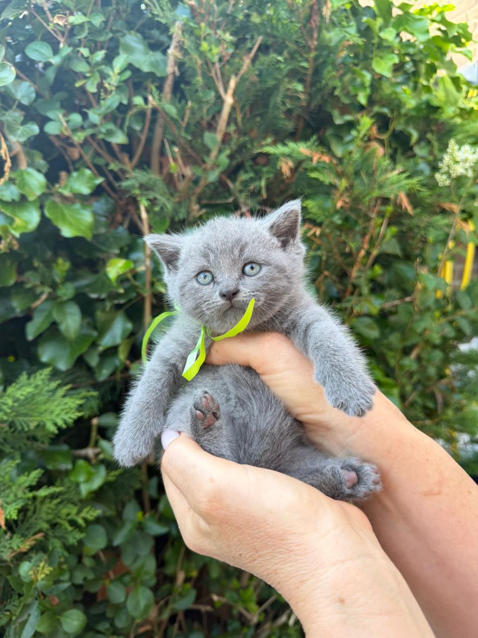Kitten