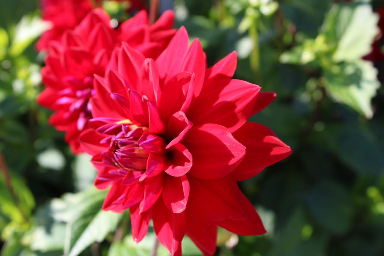 Dahlia's nog in vele soorten en kleuren, prijzen vanaf