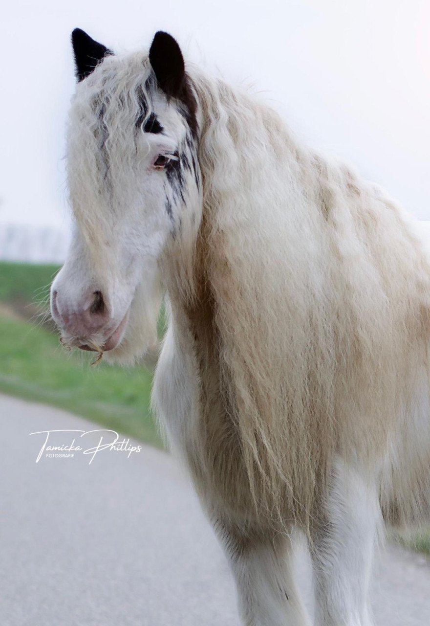 Lieve sprookjespony