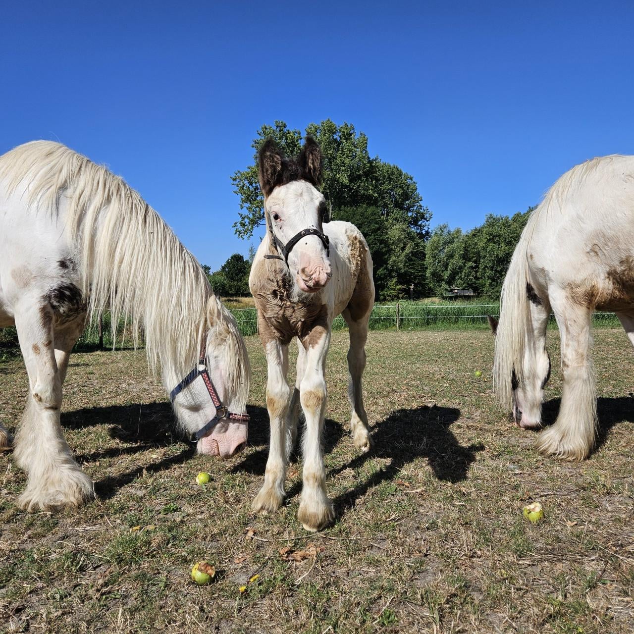 Super relaxed tinker irish cob hengst veulen