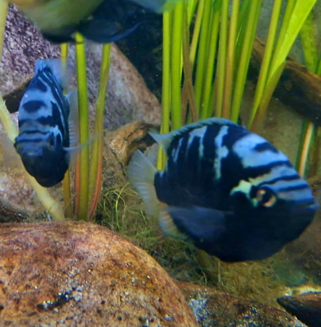 Mooie rustige Aquariumvissen