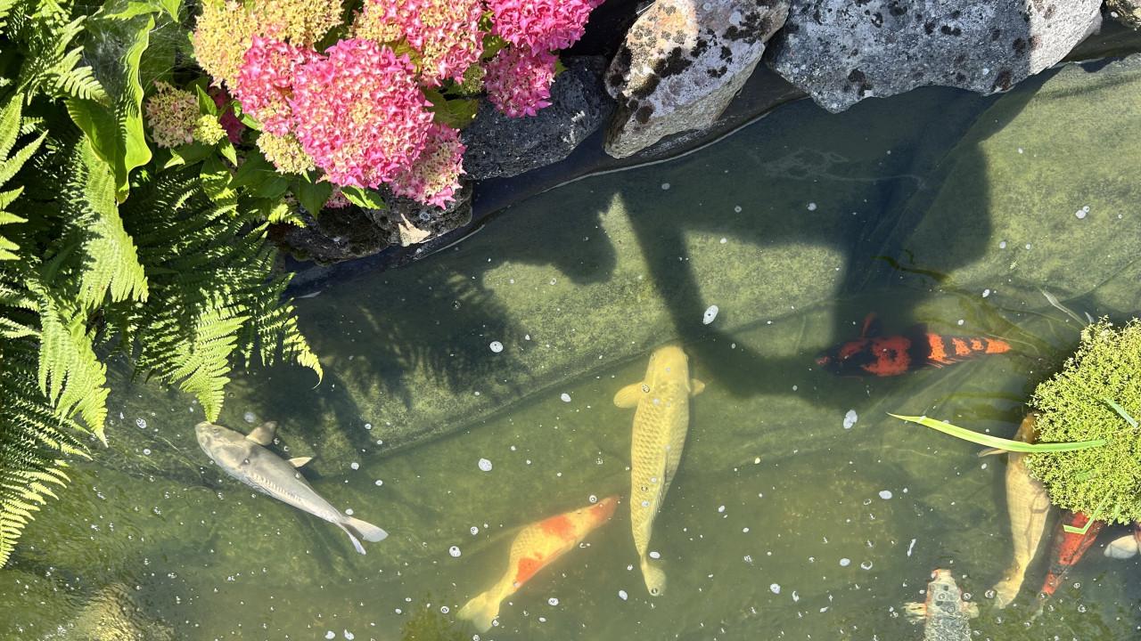 Koi,s  te koop