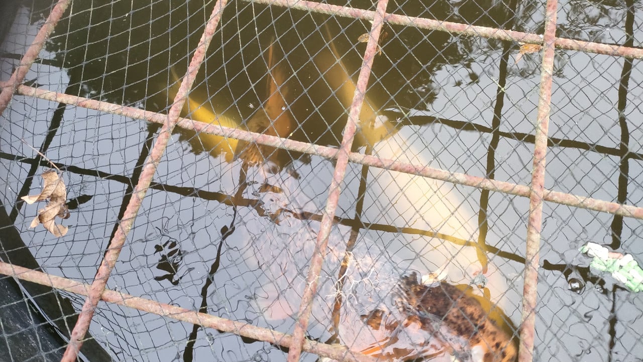 Koi vissen