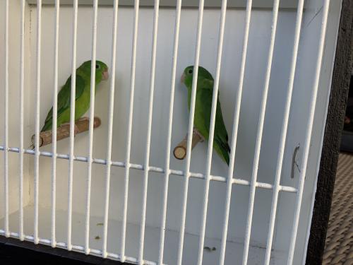 Forpus oogring ( gereserveerd )