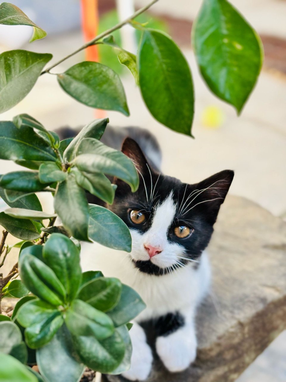 Kittens