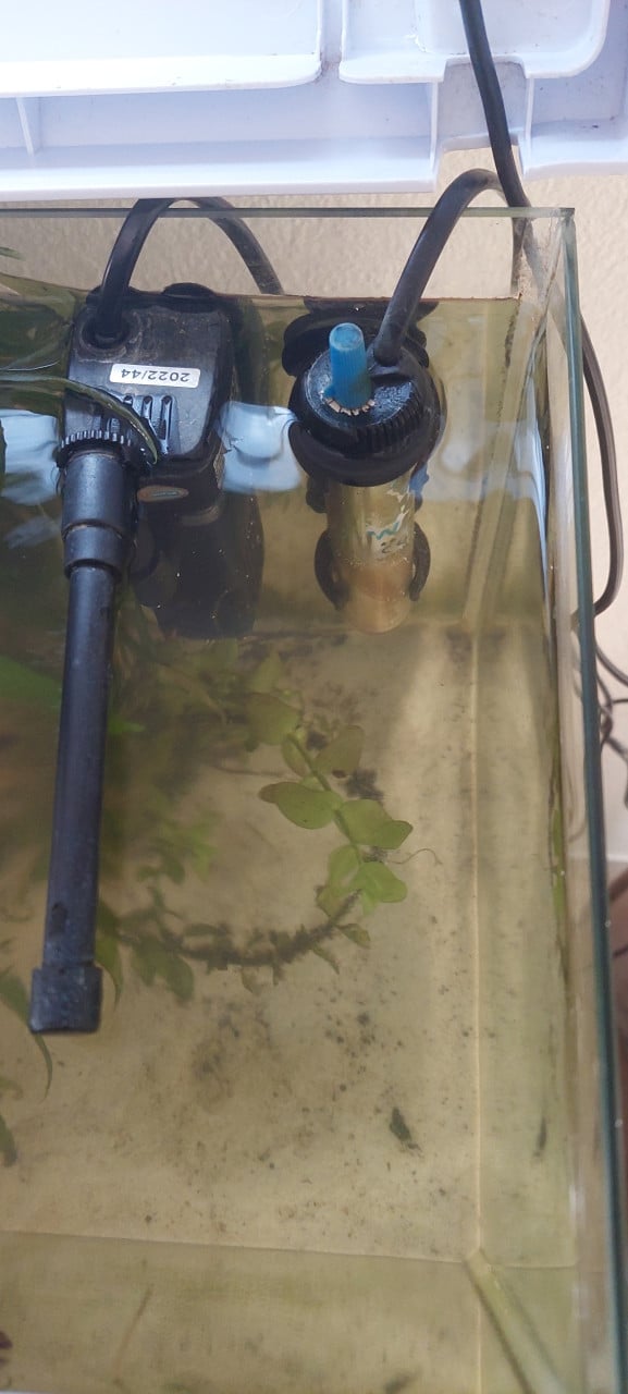 Compleet aquarium met vissen